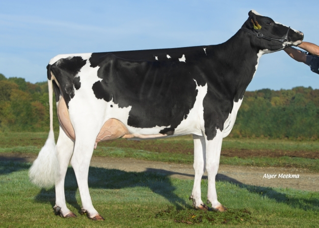 DOSE TAUREAU MIDWAY - NFR7273482130 - 6691323