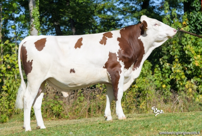 DOSE TAUREAU TRICOLOR - NFR7302369730 - 46A0927