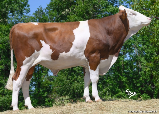DOSE TAUREAU UWAY - NFR7302399037 - 46A3016