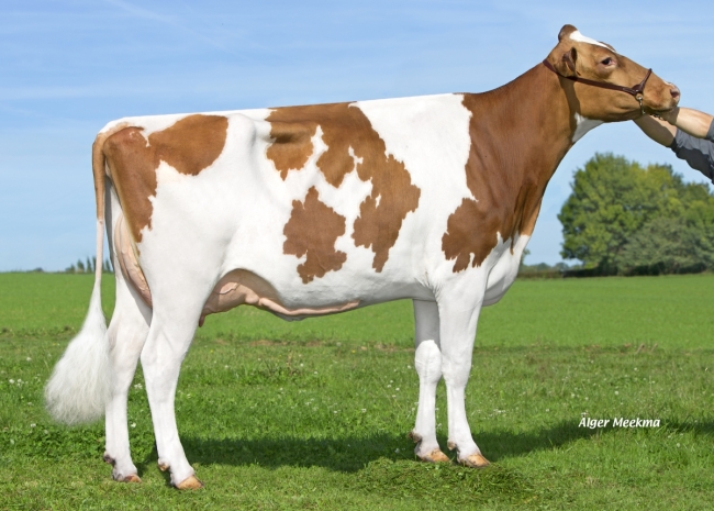 DOSE TAUREAU NEWLOOK - NFR7903191489 - 1992245