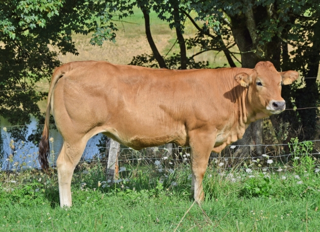 DOSE SEXEE MALE 90 TAUREAU PETIRON - YFR7912652092 - 7197032