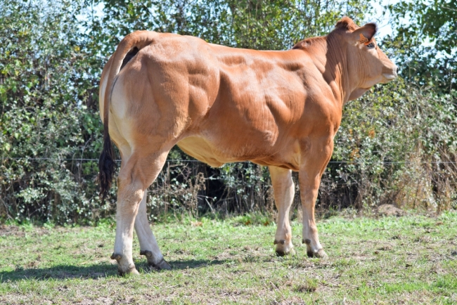DOSE TAUREAU JUSCOBOU - NFR7912691168 - 7187572