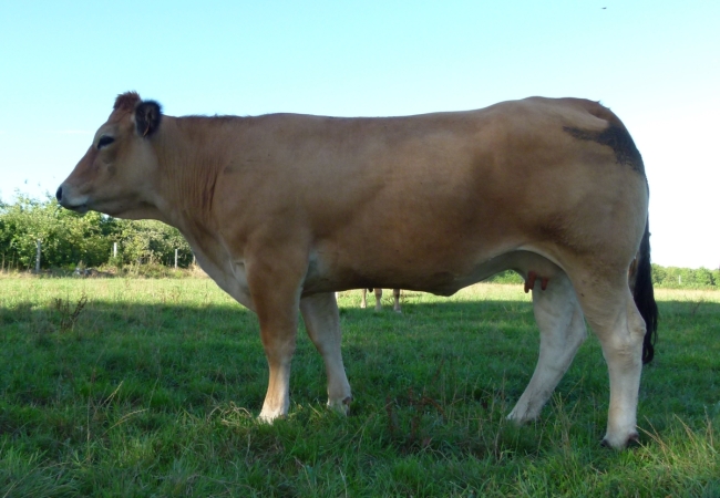 DOSE TAUREAU JUSCOBOU - NFR7912691168 - 7187572