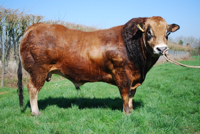 DOSE TAUREAU JAKADI - NFR7912691224 - 7188515