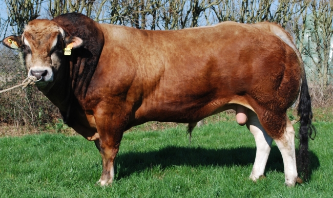 DOSE TAUREAU JINOV - NFR7913952274 - 7188516