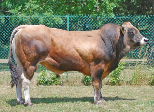 DOSE TAUREAU SOLIMAN - NFR7913953350 - 71A1048