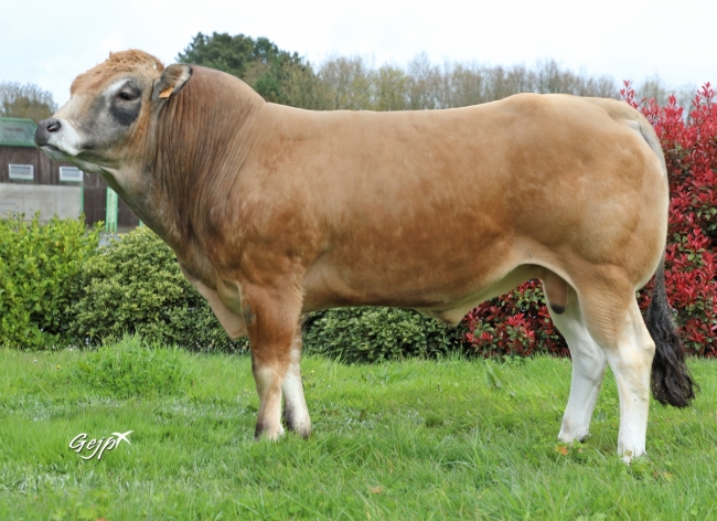 DOSE TAUREAU SIMENON XT - NFR7913953379 - 71A0706