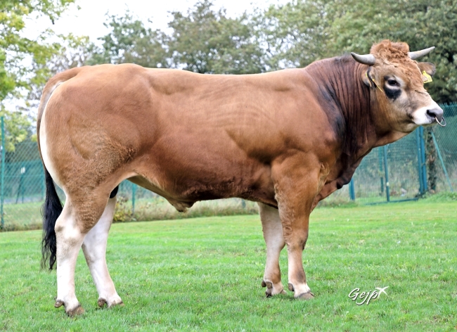DOSE TAUREAU SALTO XT - NFR7918931809 - 71A0707