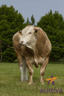 DOSE TAUREAU HELLO - NFR7934931561 - 7984451