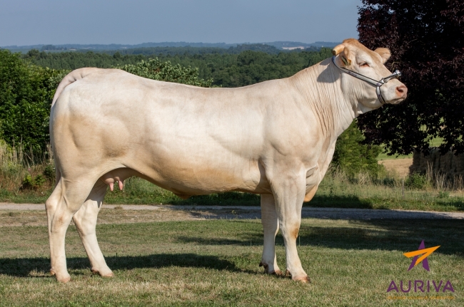 DOSE TAUREAU HELLO - NFR7934931561 - 7984451