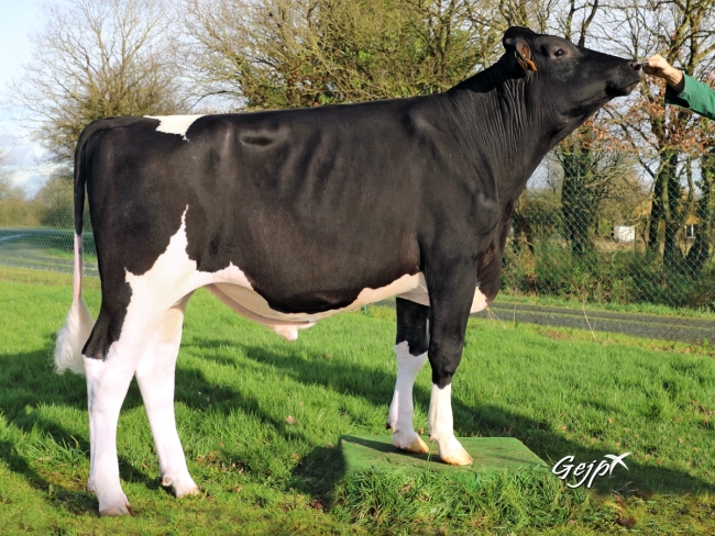 DOSE TAUREAU OPROD - NFR7936613768 - 6694741