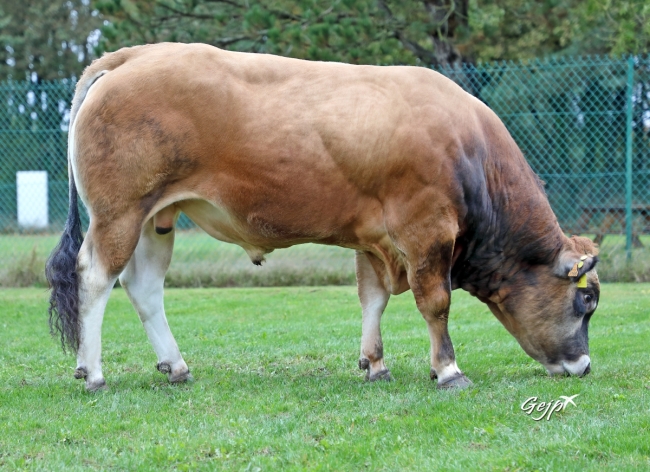 DOSE TAUREAU STARISBORN - NFR7937103166 - 71A1049
