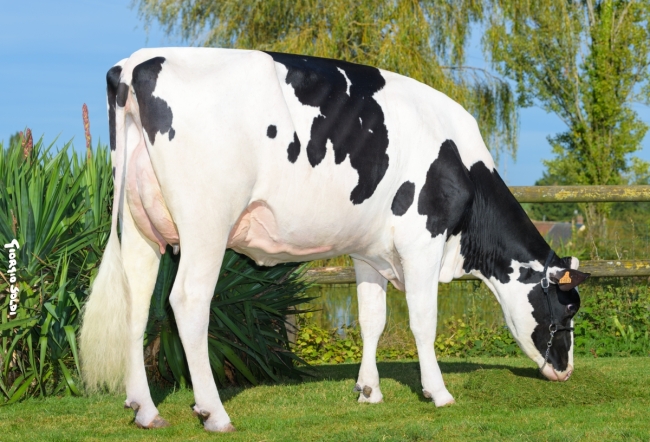 DOSE TAUREAU PERIGNE - NFR7949121561 - 6695560