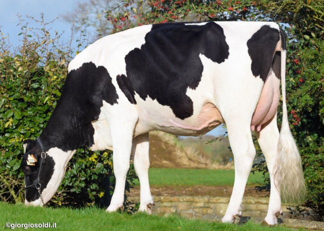 DOSE TAUREAU NEWSTAR - NFR7954021108 - 6691948