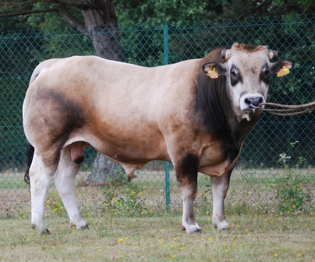 DOSE TAUREAU PIKOVIL - NFR7963632540 - 7196161