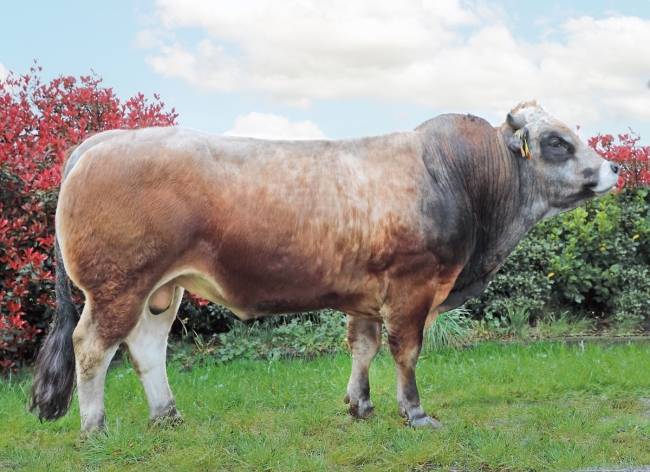DOSE TAUREAU TALLEYRAND - NFR7963633044 - 71A1606