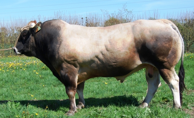 DOSE TAUREAU DAX - NFR7967910966 - 7177311