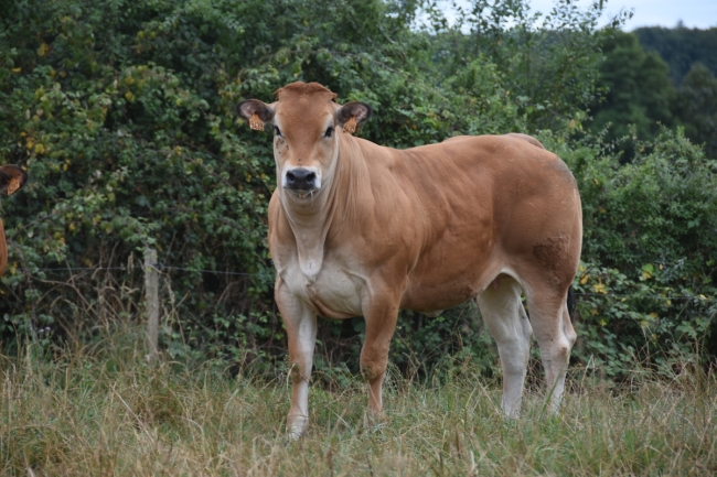 DOSE TAUREAU SULLY - NFR7967912396 - 71A0181