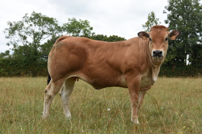 DOSE TAUREAU SULLY - NFR7967912396 - 71A0181