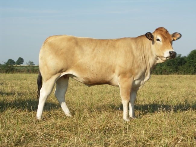 DOSE TAUREAU VULAIN - NFR7968170863 - 7168676