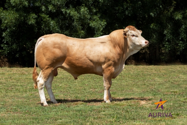 DOSE TAUREAU PITCHOUN - NFR7969741300 - 7997022