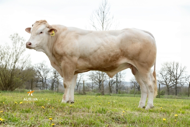 DOSE TAUREAU THOT - NFR8067527394 - 79A1847