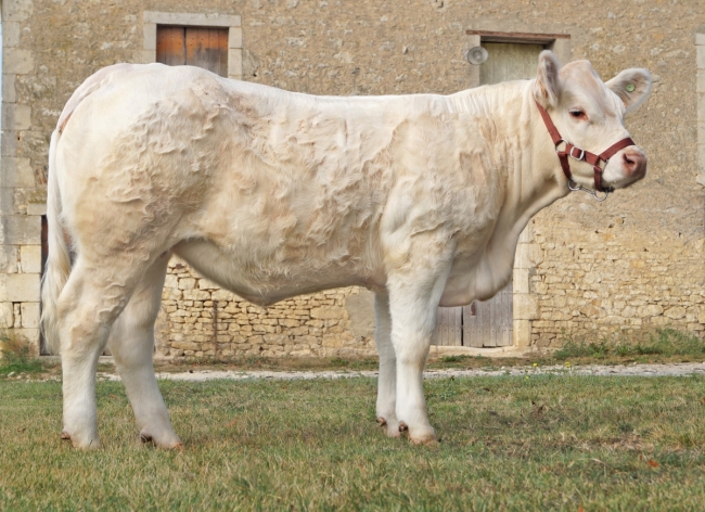 DOSE TAUREAU ORIFLAM PP - NFR8069467335 - 3895925