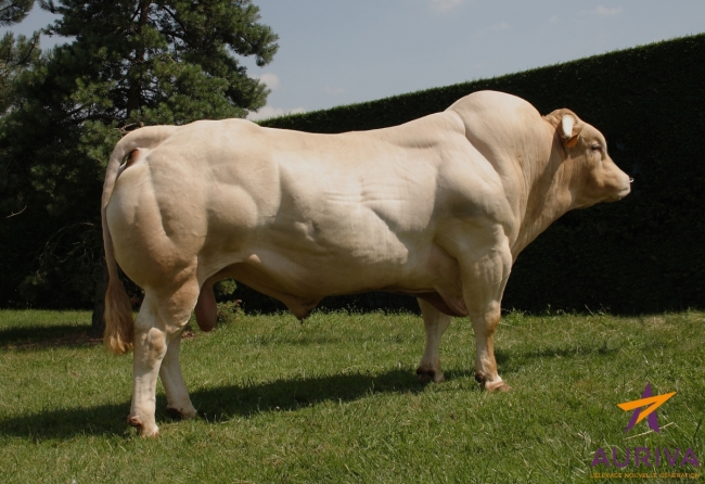 DOSE TAUREAU ANETO - NFR8123136847 - 7971228