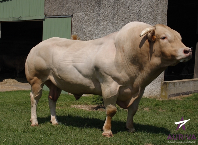 DOSE TAUREAU ANETO - NFR8123136847 - 7971228