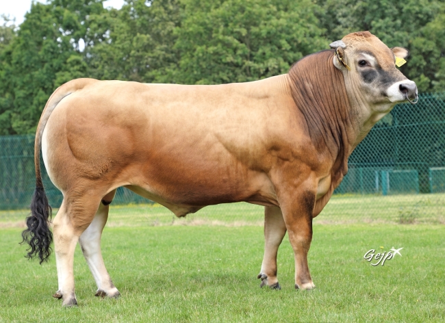 DOSE TAUREAU TOPBEEF XT - NFR8511901185 - 71A1995