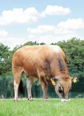 DOSE TAUREAU TOPBEEF XT - NFR8511901185 - 71A1995