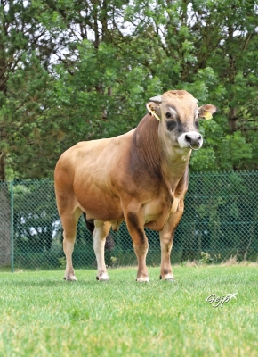 DOSE TAUREAU TOPBEEF XT - NFR8511901185 - 71A1995