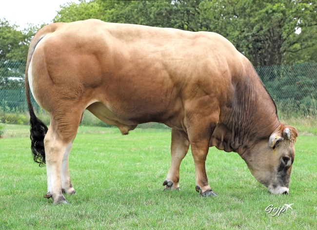 DOSE TAUREAU TOPBEEF XT - NFR8511901185 - 71A1995