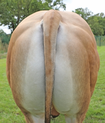 DOSE TAUREAU TOPBEEF XT - NFR8511901185 - 71A1995