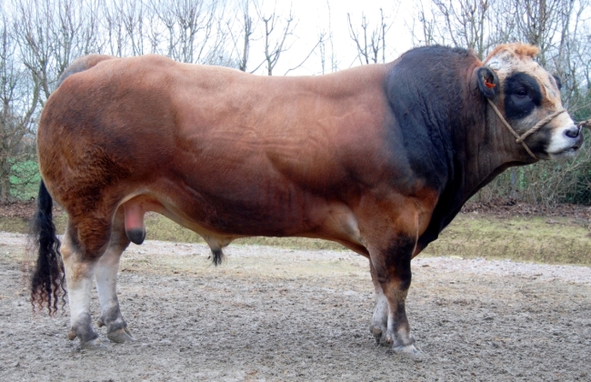 DOSE TAUREAU DOMAINE - NFR8528502200 - 7178257