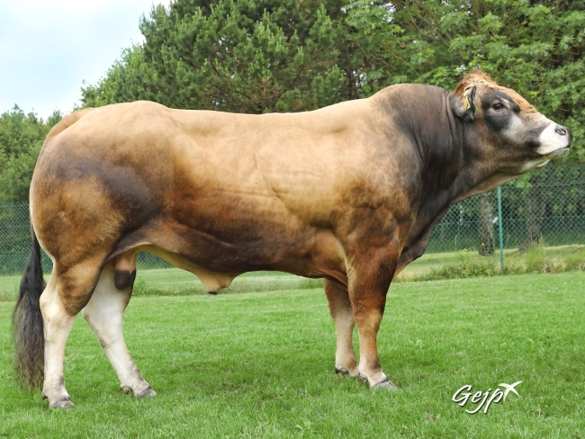 DOSE TAUREAU MELLE - NFR8559128277 - 7192403