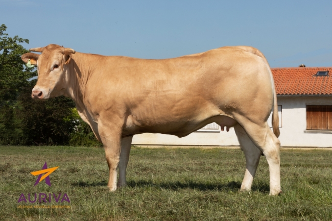 DOSE TAUREAU LATINO - NFR8564824755 - 7990676
