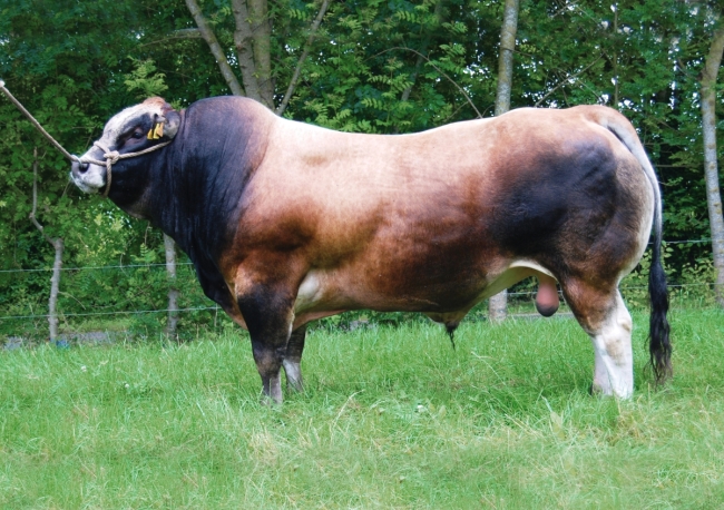 DOSE TAUREAU EASTWOOD - NFR8577251688 - 7179279
