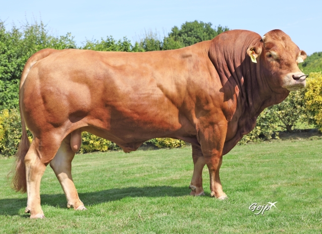 DOSE TAUREAU PERCY - NFR8606287055 - 3496781