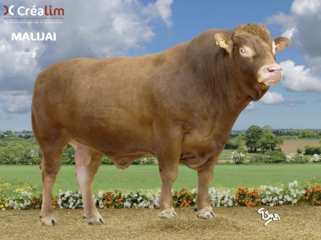 DOSE TAUREAU MALIJAI - NFR8701383915 - 3493121