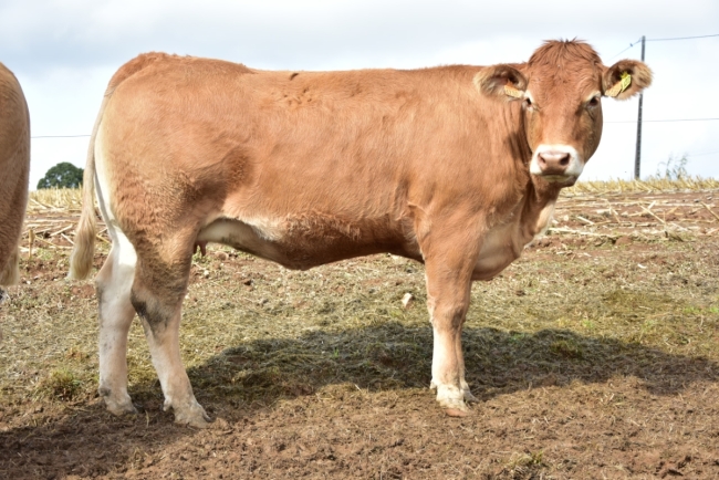 DOSE TAUREAU JT - NFR8710311268 - 3489636