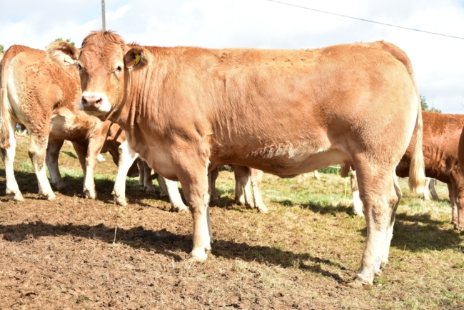 DOSE TAUREAU JT - NFR8710311268 - 3489636