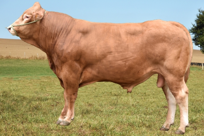 DOSE TAUREAU NESONO PP - NFR8744602856 - 3494749
