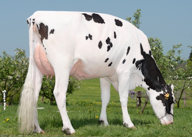 DOSE TAUREAU NAPALM RF - NFR8843756536 - 6692280