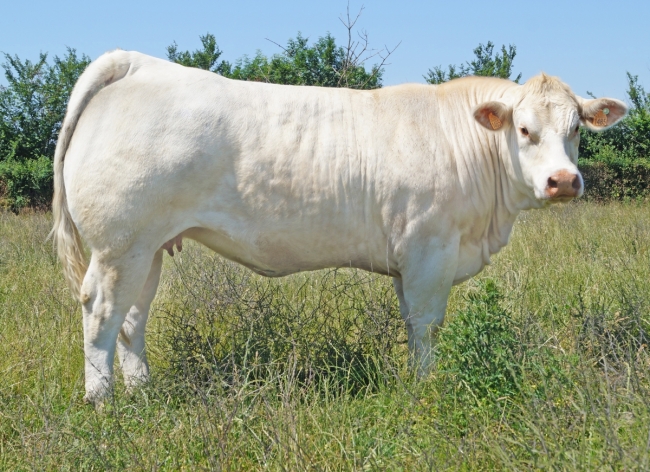 DOSE TAUREAU MAGIQUE - NFR8843788346 - 3892612
