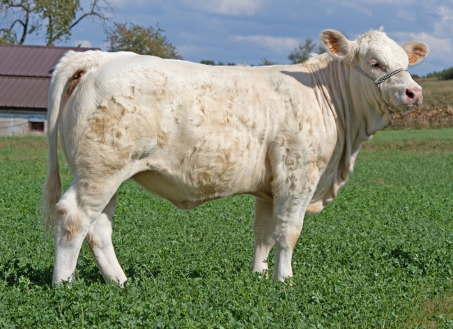 DOSE TAUREAU MAGIQUE - NFR8843788346 - 3892612