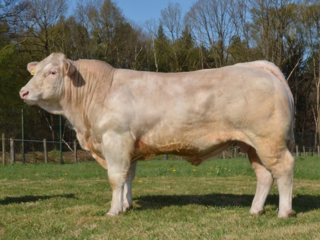 DOSE TAUREAU MAGIQUE - NFR8843788346 - 3892612