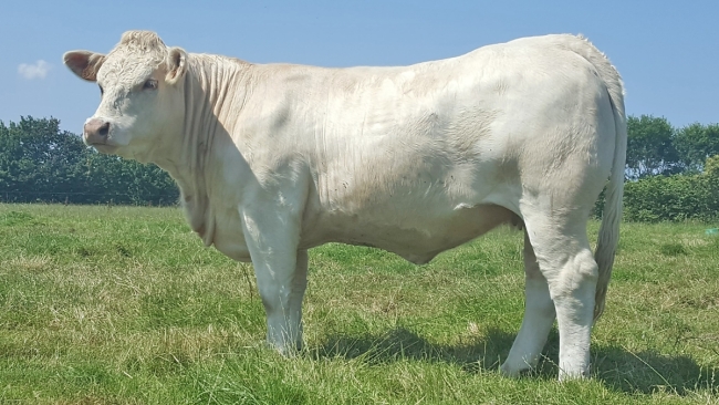 DOSE TAUREAU MAGIQUE - NFR8843788346 - 3892612