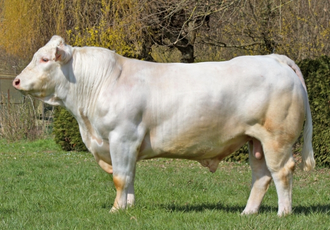 DOSE TAUREAU ORMONT - NFR8844129738 - 3895926