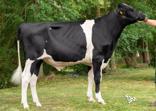 DOSE TAUREAU PERITIO P - NFR8844173782 - 6695828